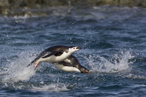 Antarctica, Adelie penguins porpoising